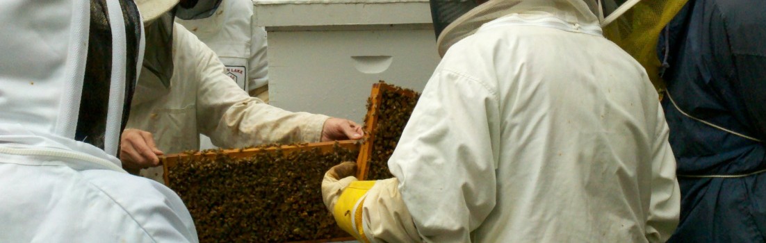 A hive opening at an Essex County Beekeepers meeting.  It was raining so few bees were flying around.