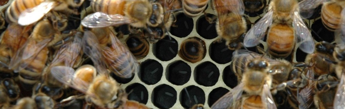 This is my swarm which I captured and hived on June 11.  After 15 days the Queen is finally laying eggs. They look like little grains of rice against the black foundation, nestled firmly inside the center of the cells.