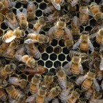 This is my swarm which I captured and hived on June 11.  After 15 days the Queen is finally laying eggs. They look like little grains of rice against the black foundation, nestled firmly inside the center of the cells.