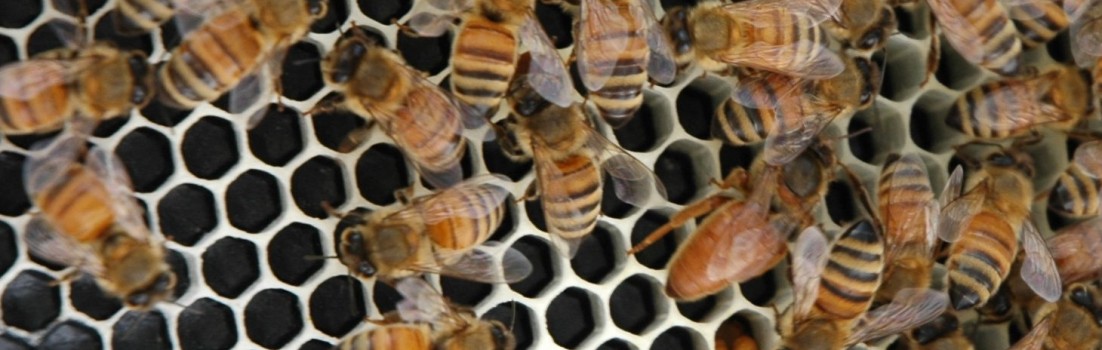 A photo Brian took of my bees.  The black part is foundation – black plastic coated with wax that you put inside a wooden frame to give the bees a model to start building wax on.  The white hexagons are wax cells being built by the bees.  Do you see the cell that has two yellow ovals in it?  That is pollen that has just been deposited.  Right above that cell is my new Queen – the one who swarmed. She has a solid orange rear end, instead of a striped one like the worker bees.