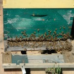 Demonstration Hives For Mass Bee Field Day