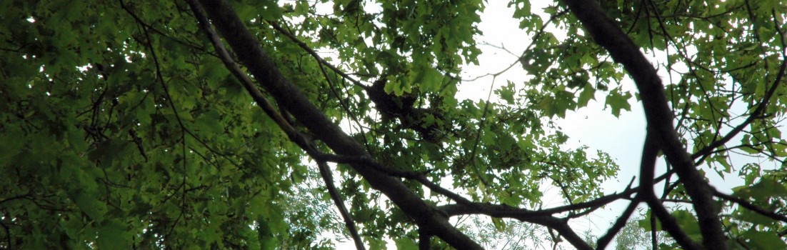 Can you spot my bees? They swarmed on this tree branch 50 feet high. Thanks to help from the uncles, the weather, duct tape, a rock, a string and my husband's great arm, I was able to get them back.