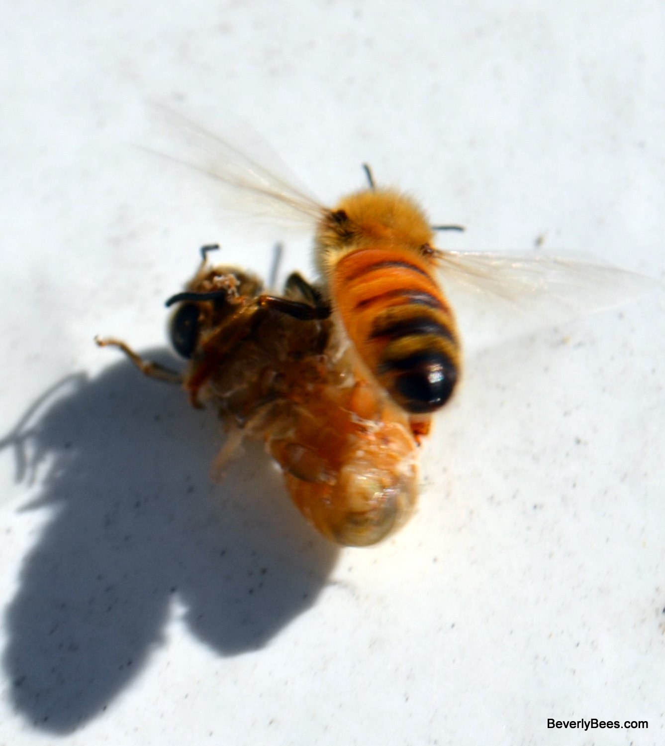 bee dead for pikkelysömör kezelésére