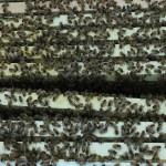 Bottom box of bottom hive.