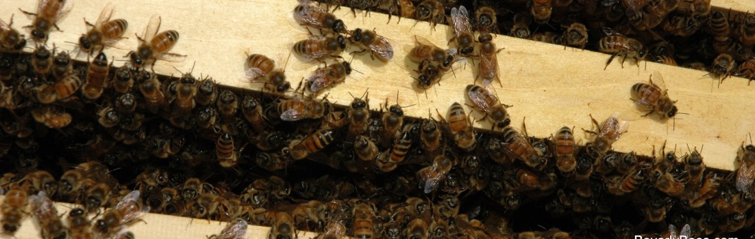 Bees At Work in The Hive