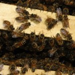 Bees At Work in The Hive