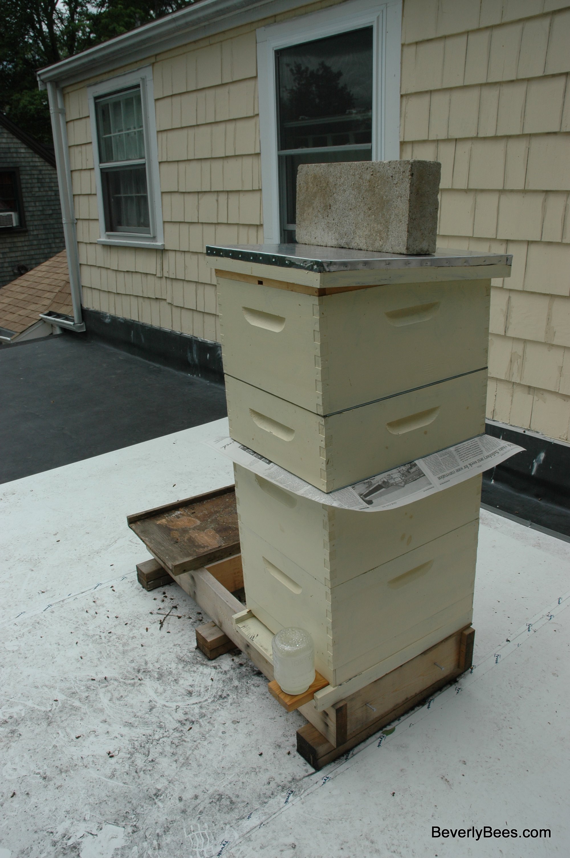 queen bee hive