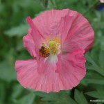 Bee in the Flower Garden