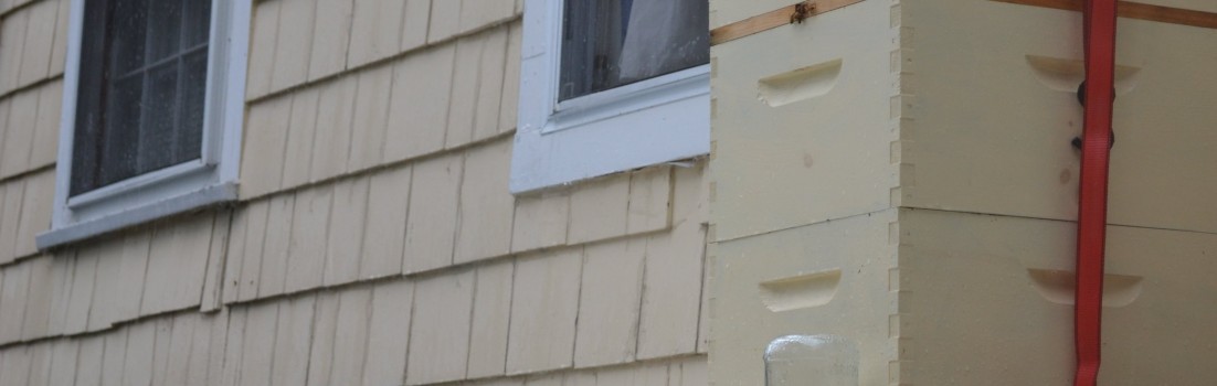 Bees in Irene