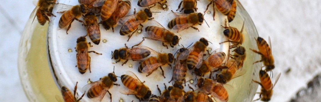 Bees trying to get the sugar water before I have a chance to get it in the hive.