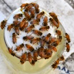 Bees trying to get the sugar water before I have a chance to get it in the hive.