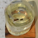 Wasp and Fly