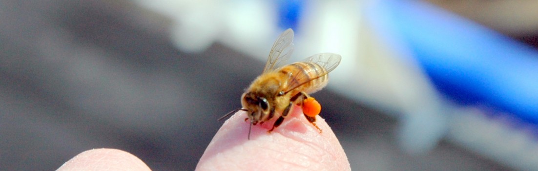 A bee stopped by to say hello. Featured.