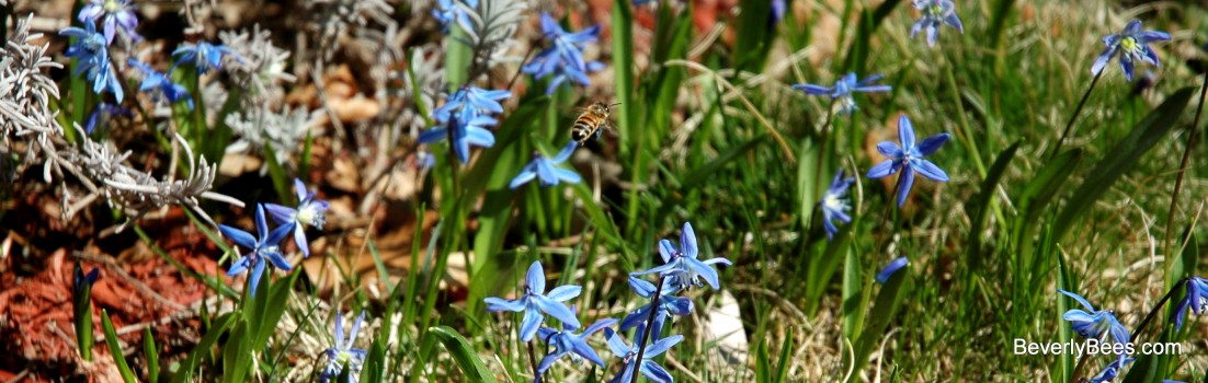 Honeybee flying over Siberian Squill