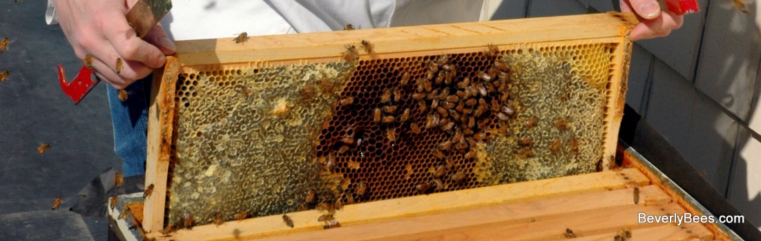 Spring Hive Inspection