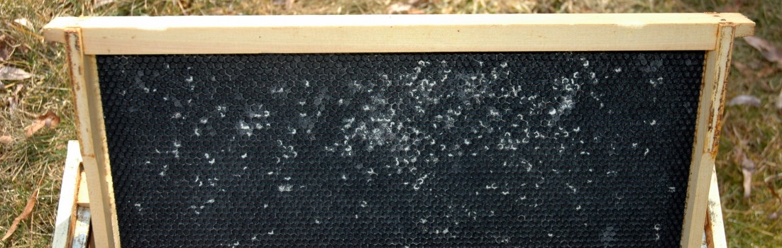 Wax Moth webs and frass on a frame with plastic foundation.