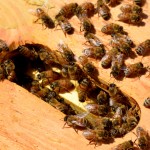 Hive Check 4-4-12