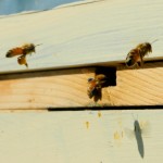 Bringing in Yellow and Blue Pollen