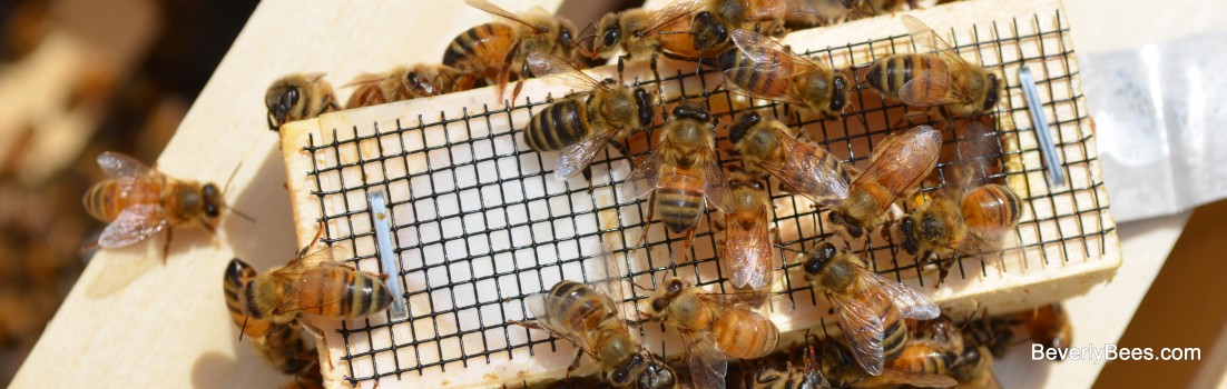 Bees on the queen cage.