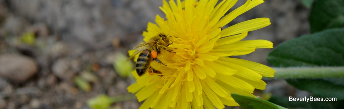 Honeybee collecting Dandelion Pollen.