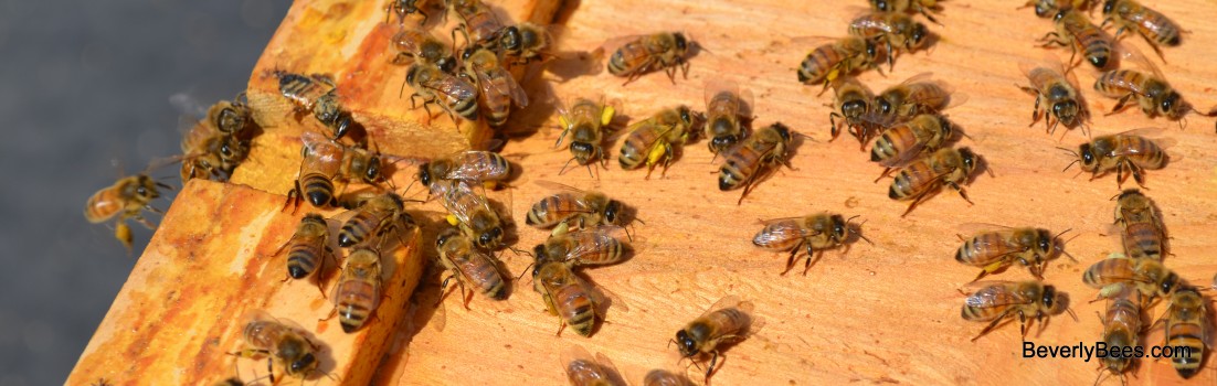 Hive Check 4-13-12