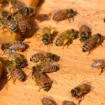 Hive Check 4-13-12