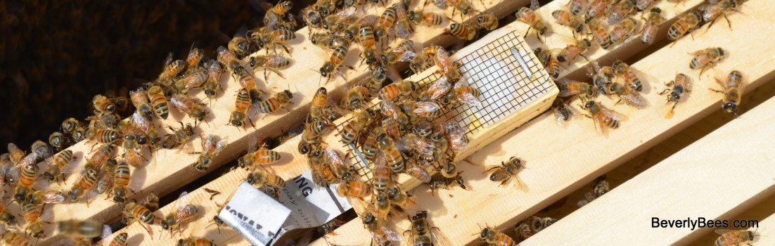 Bees on the queen cage.