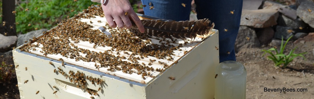 Brushing the bees out of the way with a turkey feather.