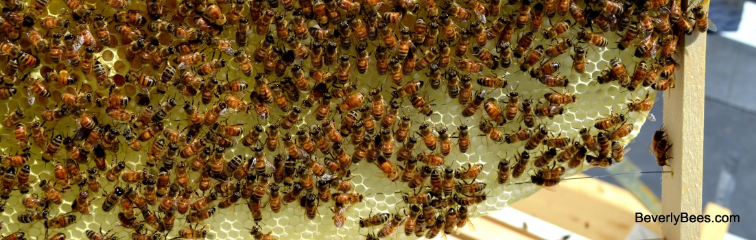 A foundationless frame the bees have filled with wax.