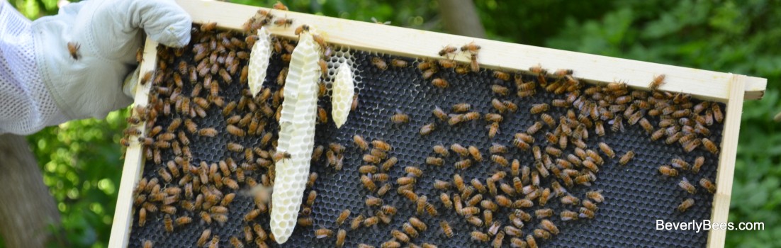 Wacky comb this hive is building.