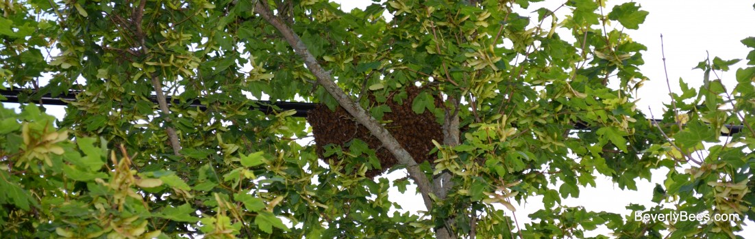 Honeybee swarm on the "power lines."