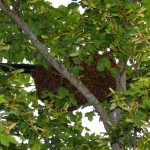 Honeybee swarm on the "power lines."