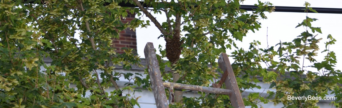 Bee Swarm Near The Power Lines