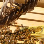 Brushing bees off the queen cage.