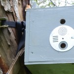 Swarm trap in a tree.