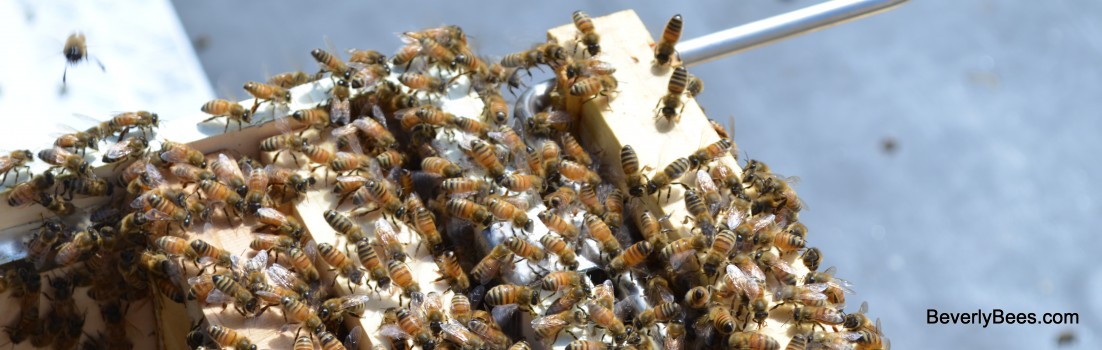 Bees fanning for a frame of brood.