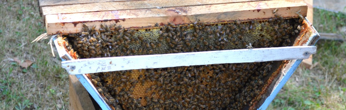 Top bar hive.