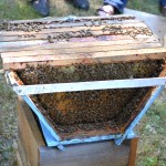 Top bar hive.