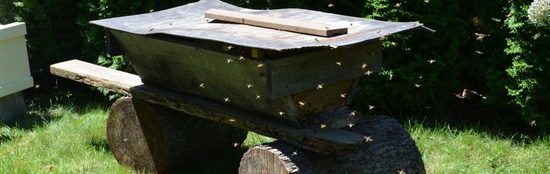 Top Bar Hive