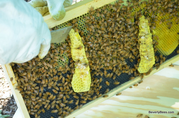 10 Beekeeping Honeycomb Wax Frame Foundation Honey Hive Equipment Ship Tool G4T8 
