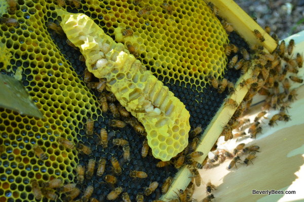 10 Pack 5.24"x3'' Honeycomb Wax Frames Beekeeping Foundation Honey Bee Hive Tool 