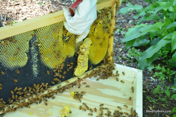 Acorn Bee Black Plastic Bees Wax Coated Deep Foundation 10 Sheets Beekeeping USA for sale online 