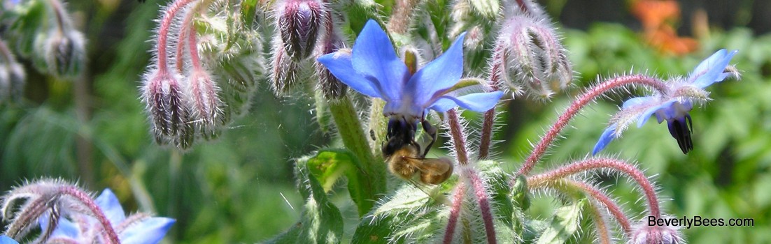 Honeybee foraging on Borage.  Photo by Mary Lou Chase.