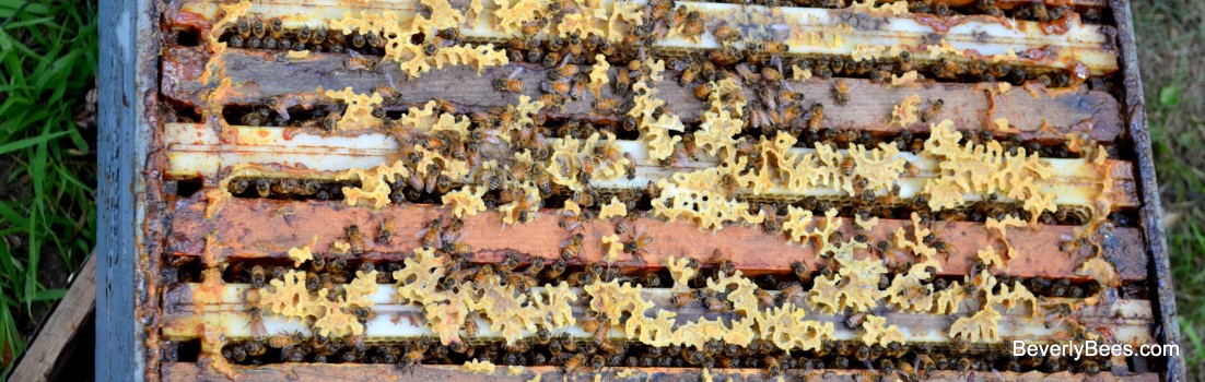 Burr comb on Dean and Ramona's hive.