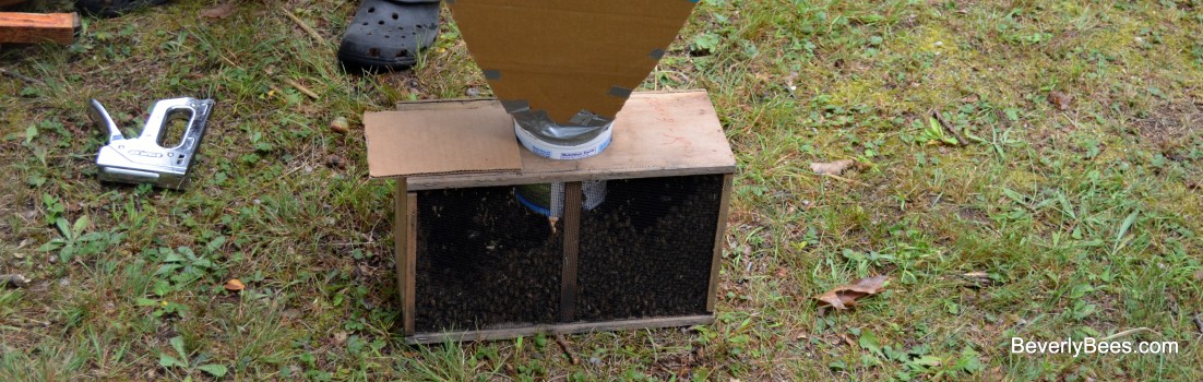 A package of bees made from a top bar hive.