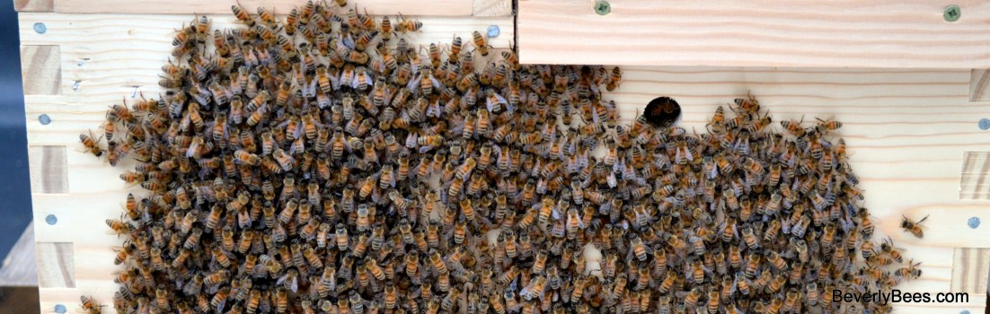 Nucs sharing the bee bearding