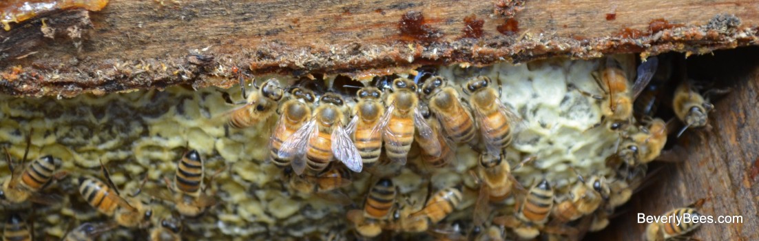 Bees enjoying a taste of honey in a top bar hive.