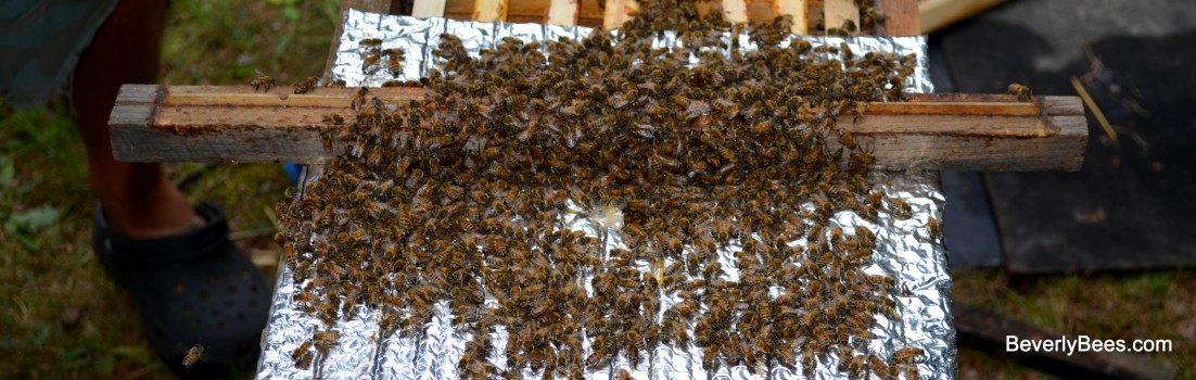 Bees being transfered to a Warre nuc box