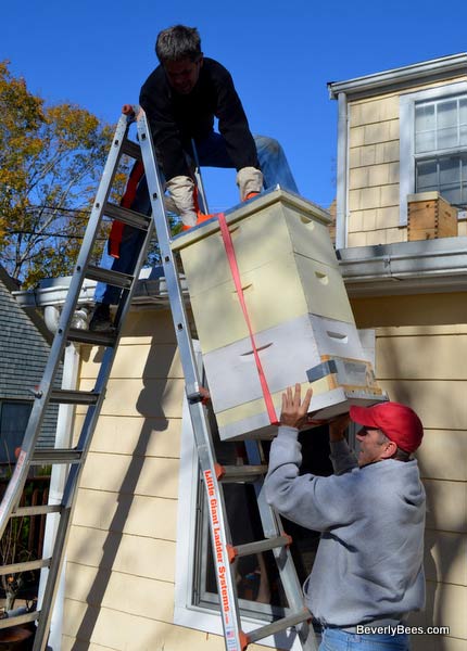 Lowering the hive down the ladder.
