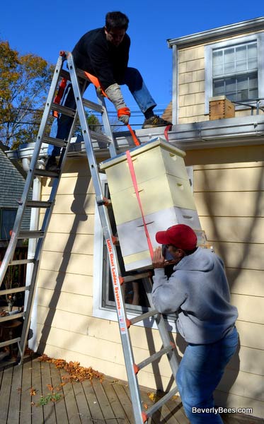Moving Borage hive off the rooftop and down a ladder intact.